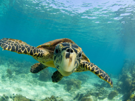 inaki-relanzon-sea-turtle-swimming-underwater-nosy-be-north-madagascar